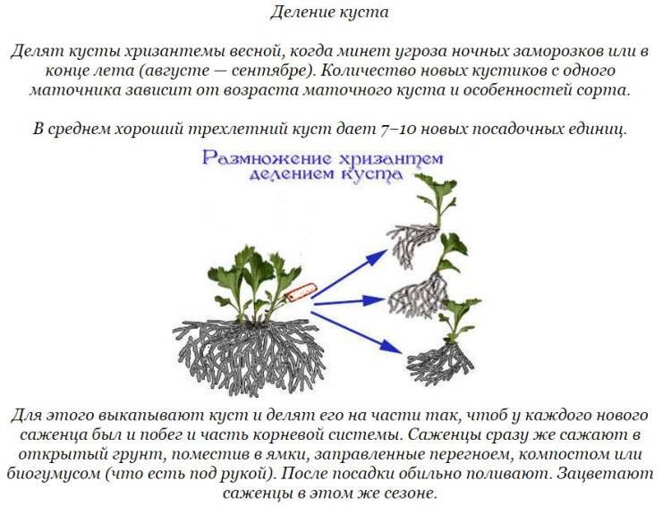 Как ускорить цветение хризантем - секреты успешного выращивания секреты пышного цветения | советы садоводам