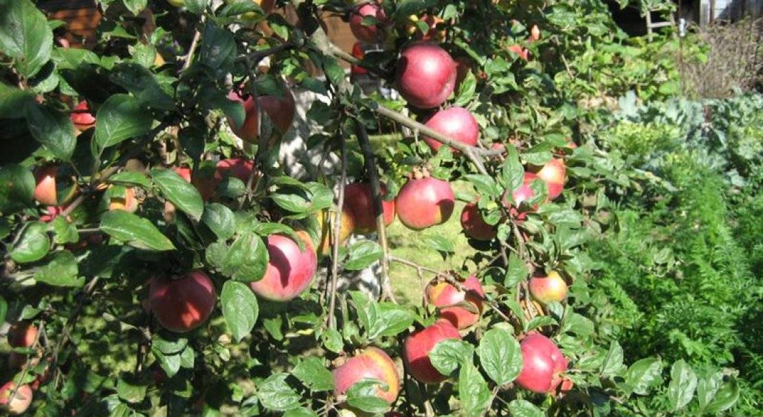 Яблоня пепин шафранный: описание зимнего сорта яблок и агротехника выращивания