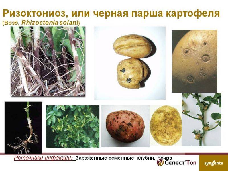 Парша картофеля: возбудитель и причины заболевания, меры борьбы c ризоктониозом, как избавиться, фото, устойчивые к парше сорта картофеля