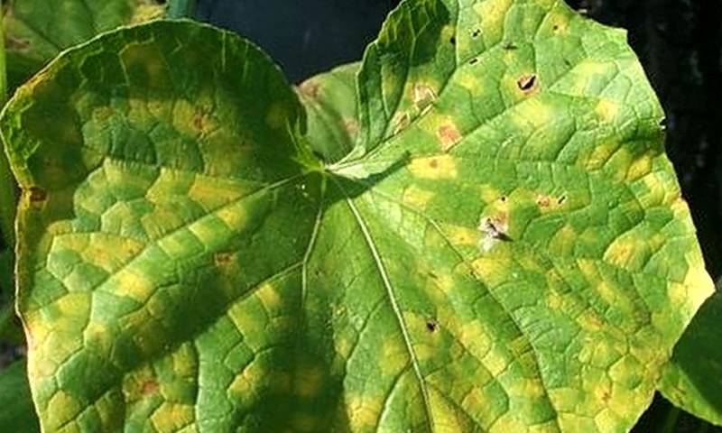 Ржавые пятна на листьях огурцов: причины и как бороться, чем обработать и что делать
