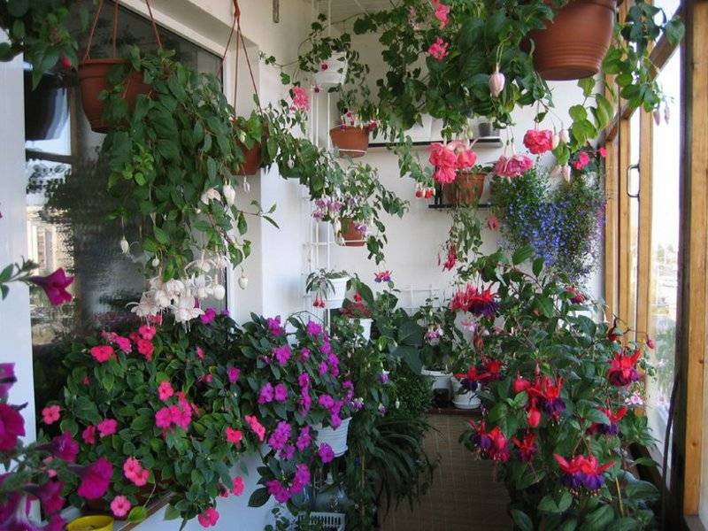 Выращивание петунии на балконе: уход своими руками
