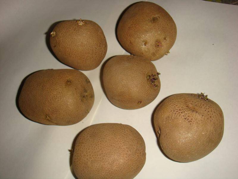 Картофель, сорт киви: описание, фото, отзывы