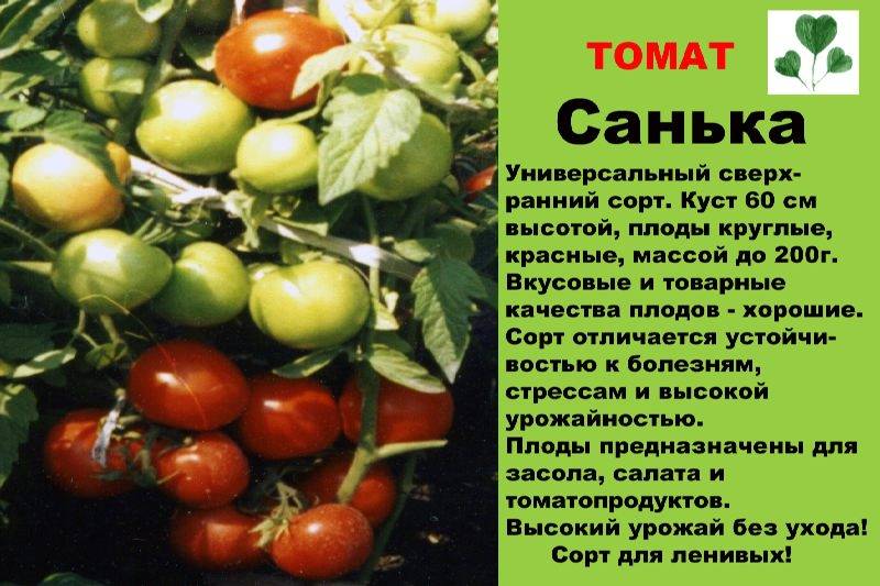 Описание сорта томата успех, характеристика и рекомендации по выращиванию - все о фермерстве, растениях и урожае