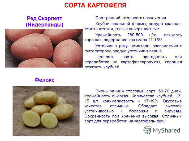 Картофель вектор: характеристики и описание сорта, урожайность, отзывы, фото