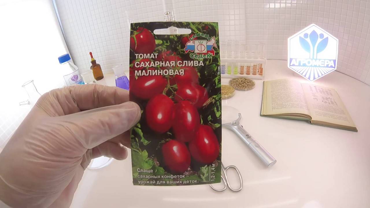 Описание сорта томата сахарная слива малиновая, его уход