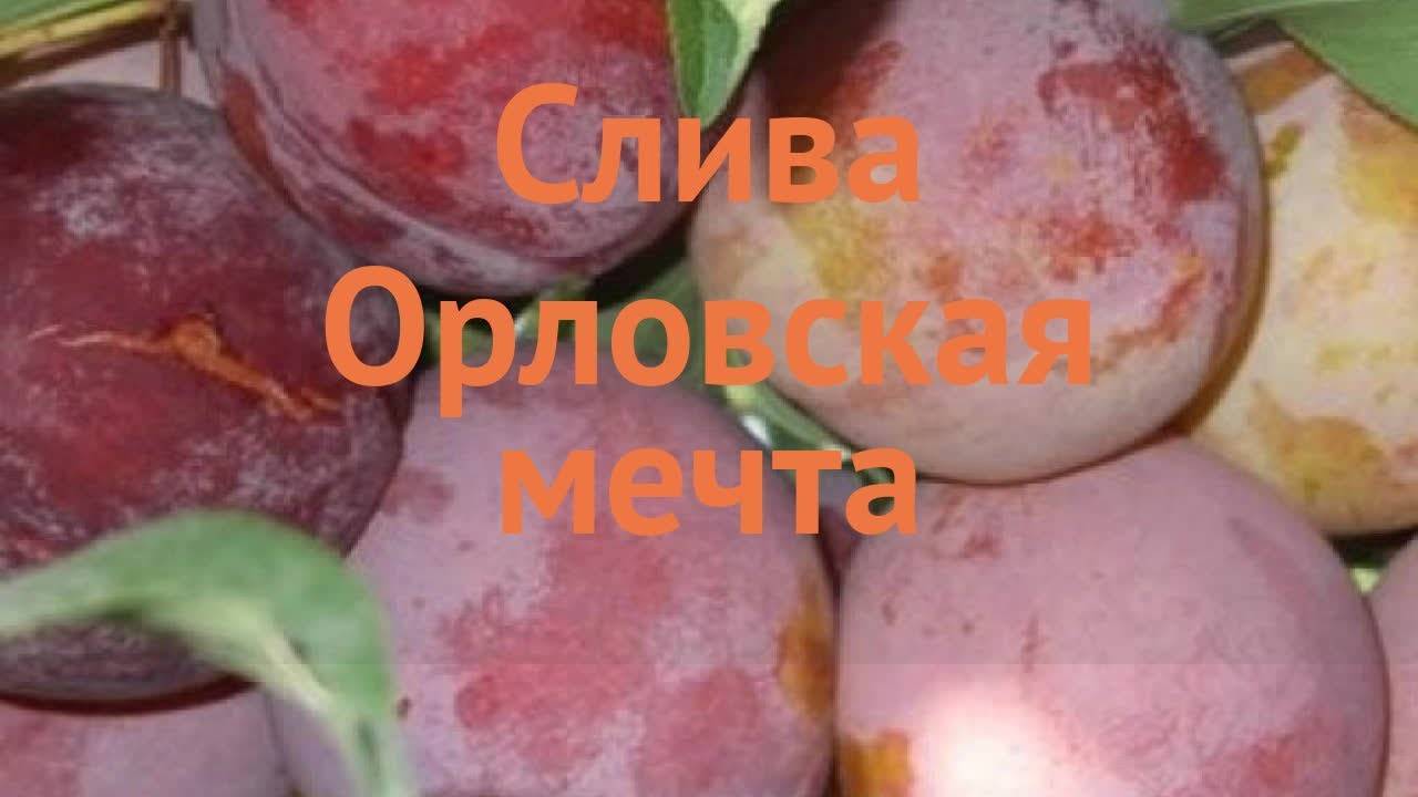 Слива сорт орловская мечта описание сорта фото