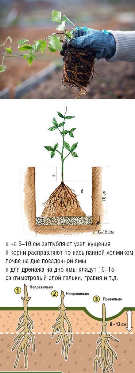 Клематис: посадка и уход в открытом грунте, выращивание и размножение сорта, фото, сочетание в ландшафтном дизайне
