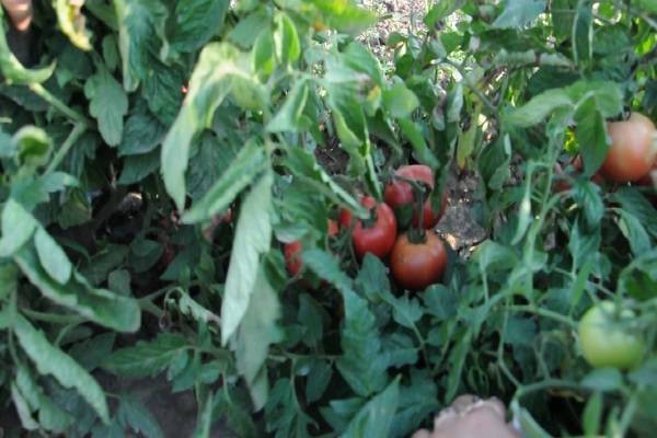 Томат аватар f1 (м 292): описание сорта и отзывы о помидорах, характеристика урожайности и фото