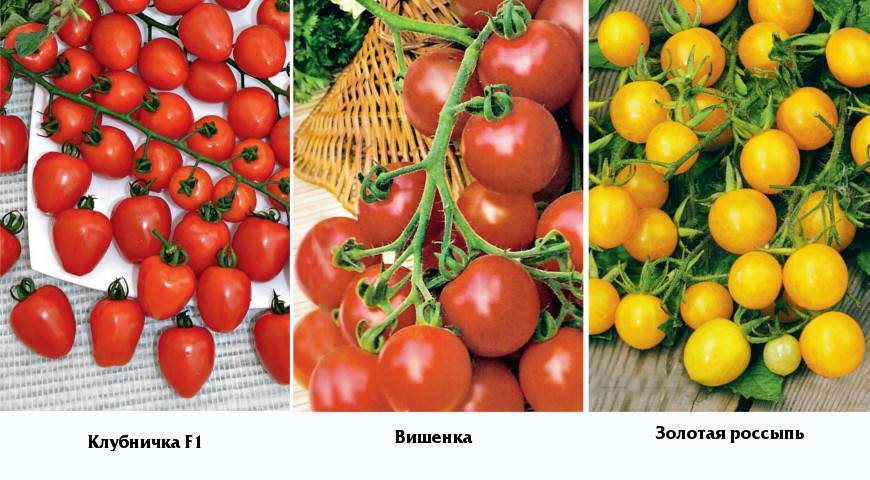 Особенности выращивания помидоров черри: 20 лучших сортов с фото