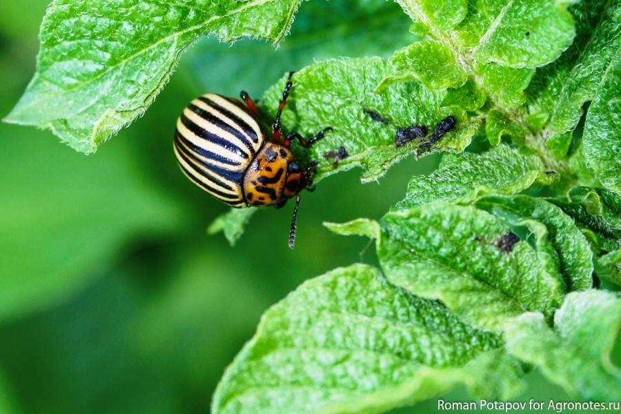 Кто ест колорадского жука? главные естественные враги вредителя