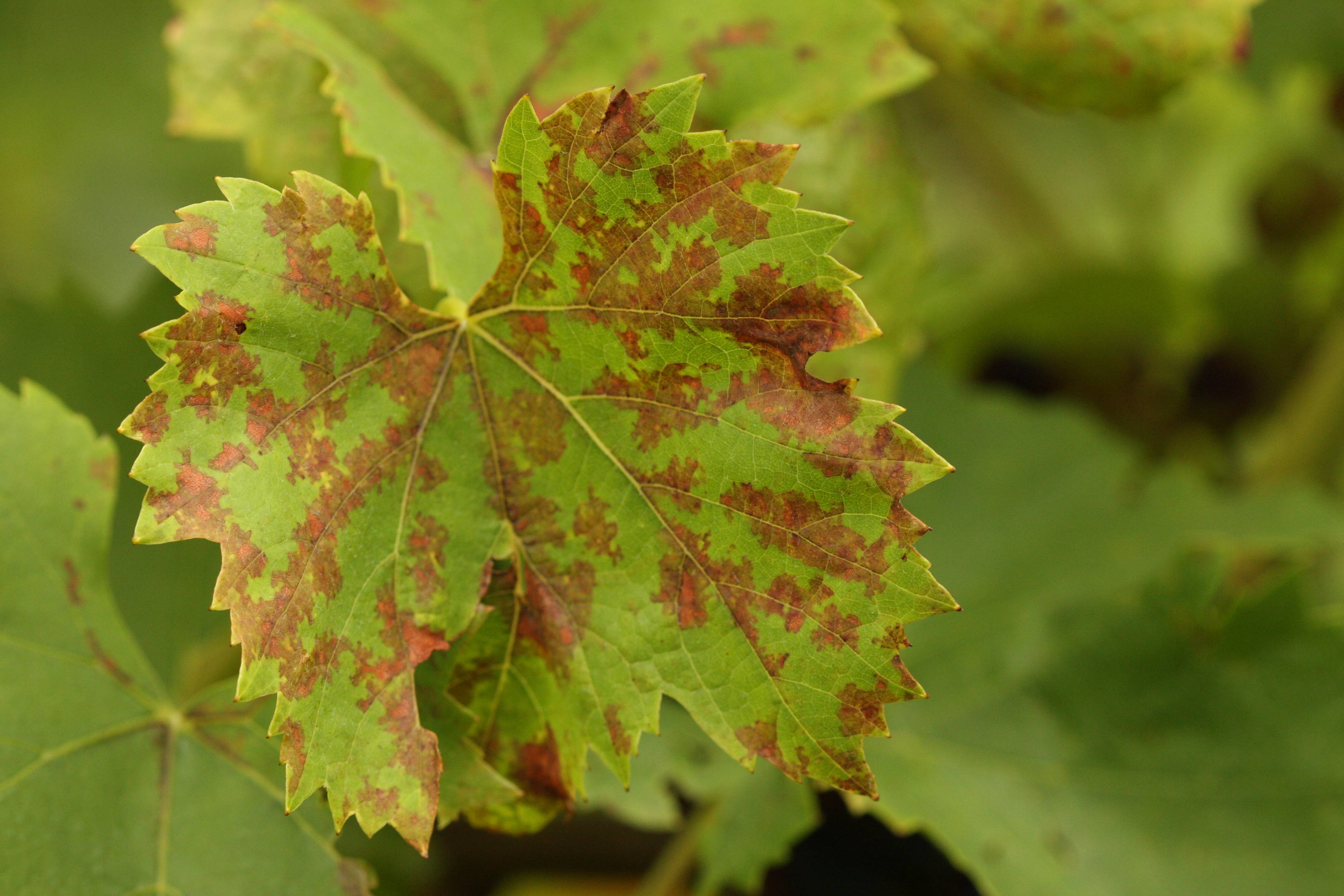 Виноград: болезни листьев, подробное описание, лечение, фото
