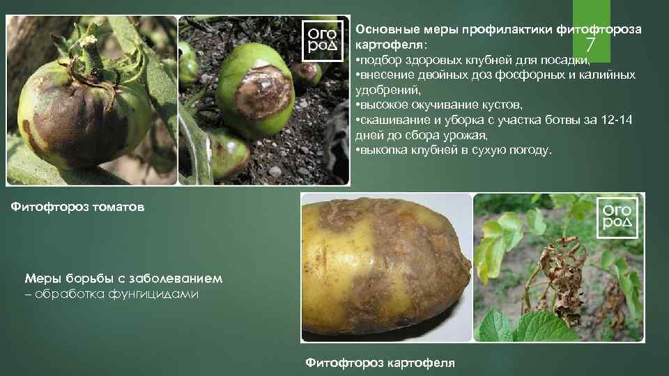 Курчавость картофеля: меры борьбы, почему так происходит и чем лечить?