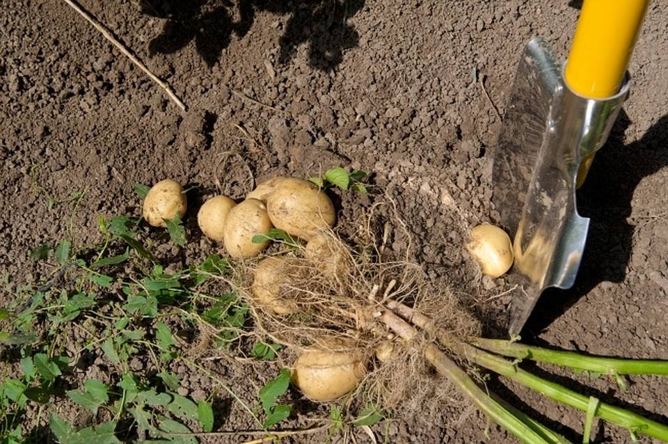 Когда можно копать молодую картошку: как определить готовность клубней