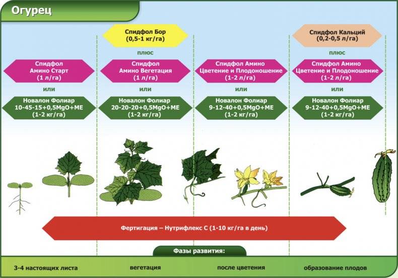 Схема подкормки томатов в теплице в течении сезона таблица