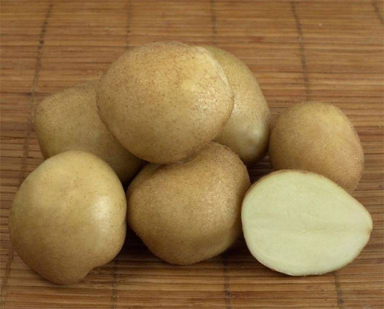 Описание и характеристики сорта картофеля голубизна, выращивание и уход