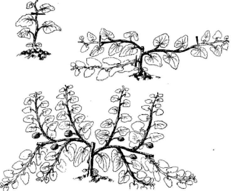 Как прищипывать и формировать тыкву в открытом грунте: три способа формирования, варианты посадки тыквы на участке, уход за культурой