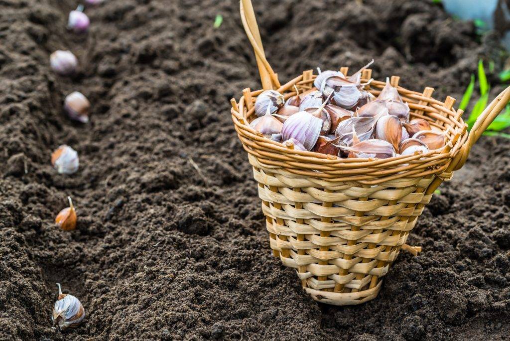 Подготовка почвы под чеснок осенью, какие удобрения использовать