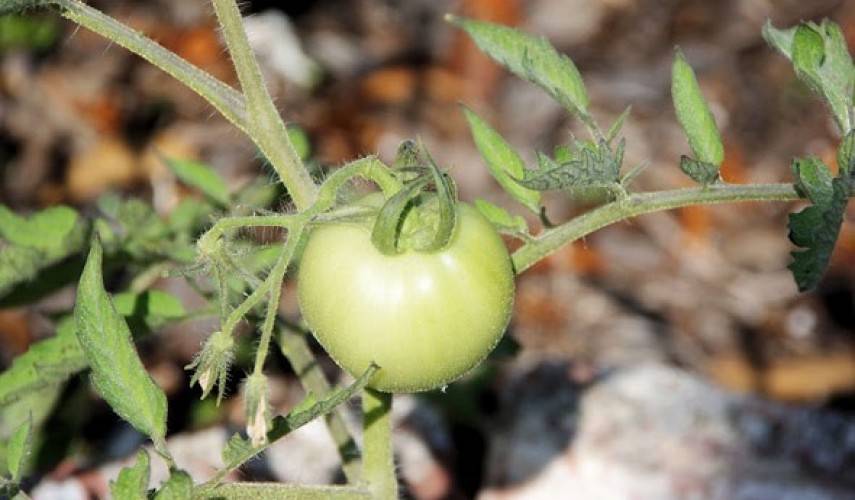 Узнайте за 5 минут от чего трескаются помидоры в теплице