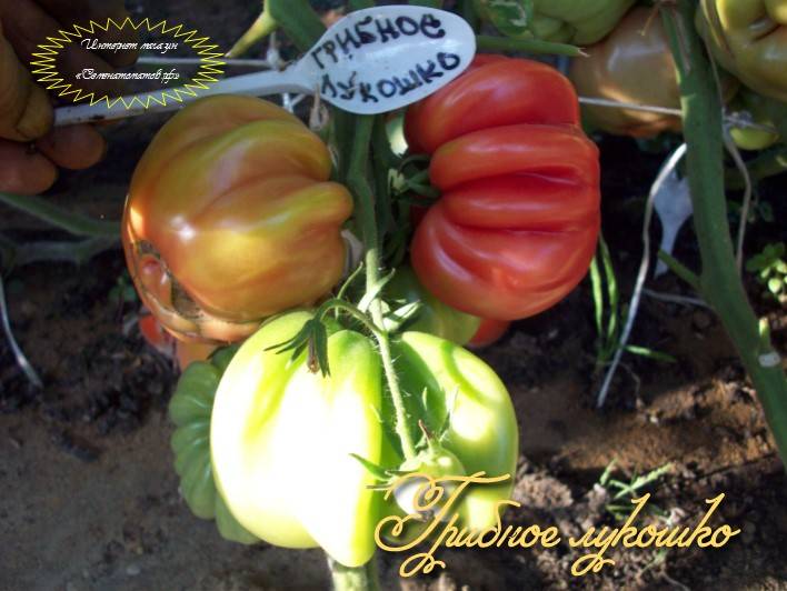 Нюансы выращивания, характеристика и описание томата грибное лукошко