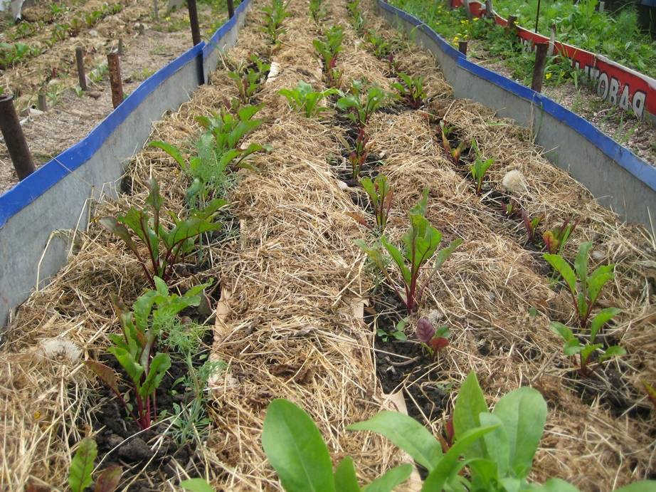 Выращивание картофеля: технология посадки и ухода в открытом грунте