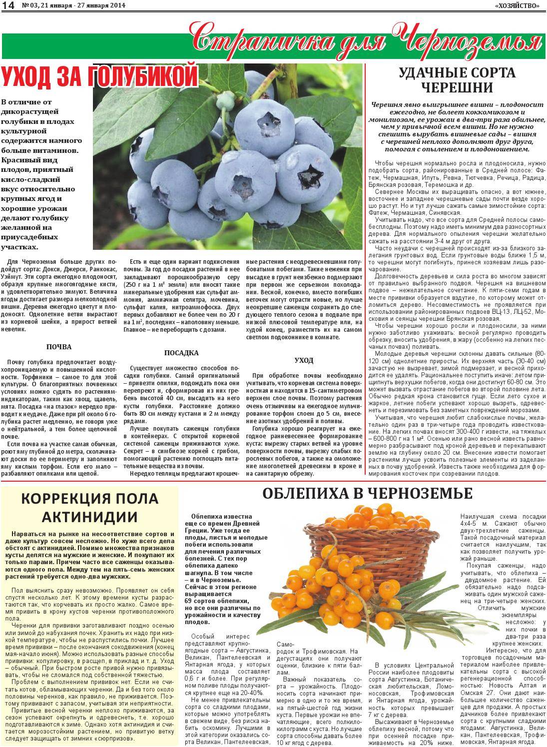 Голубика садовая: посадка и уход, фото, отзывы, технология выращивания и размножения