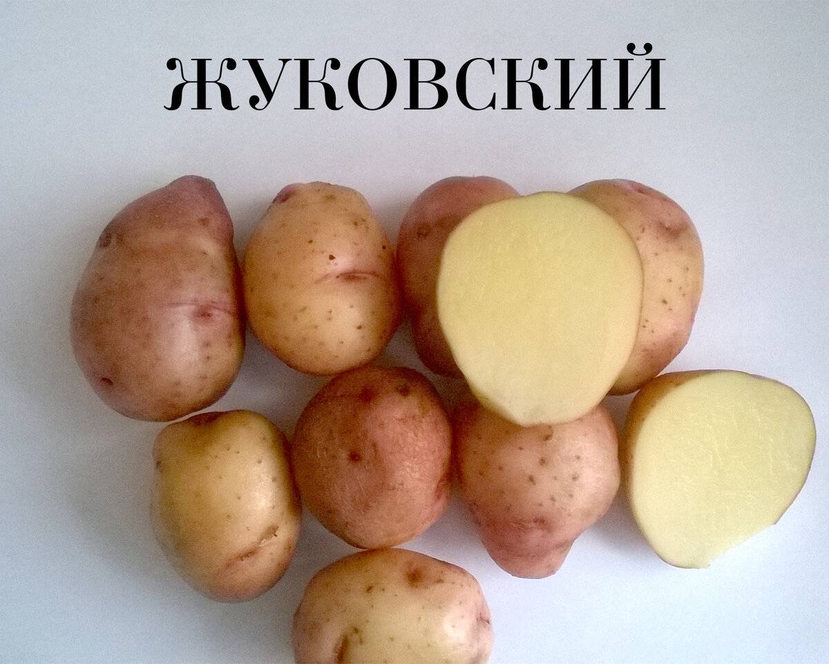 Картофель жуковский: описание сорта, отзывы и фото