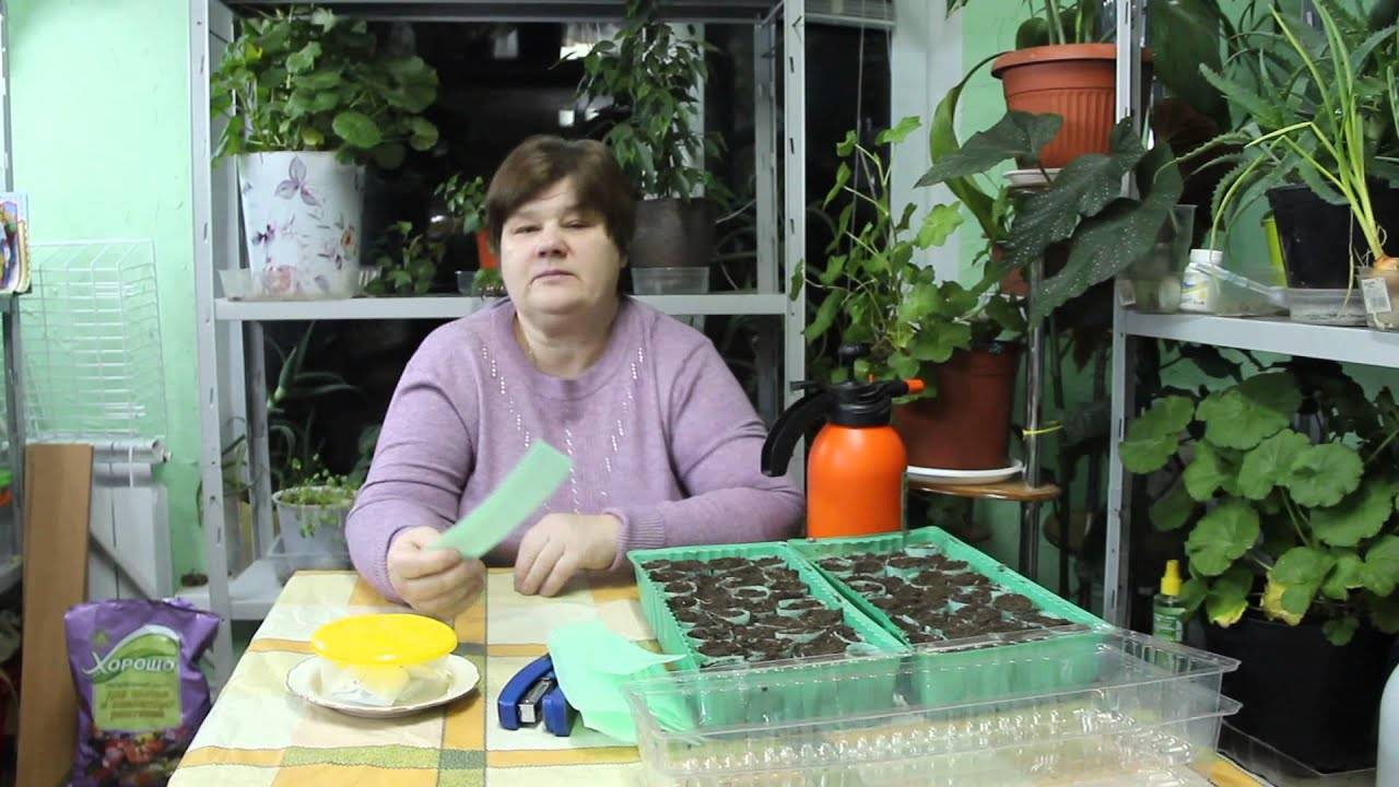 Юлия миняева рассада в пеленках видео | мой сад и огород