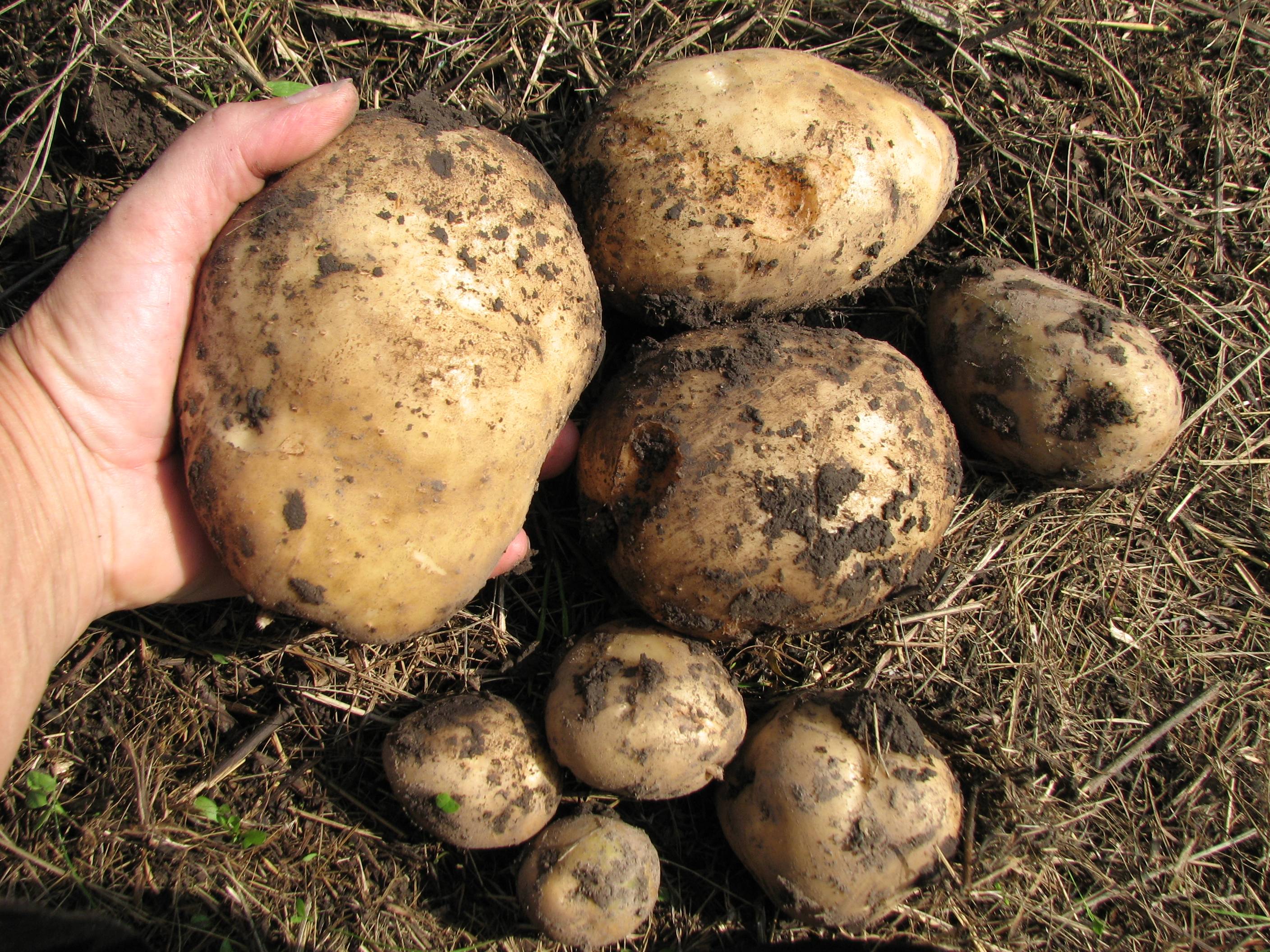 Сколько дней растет картофель от посадки до сбора урожая