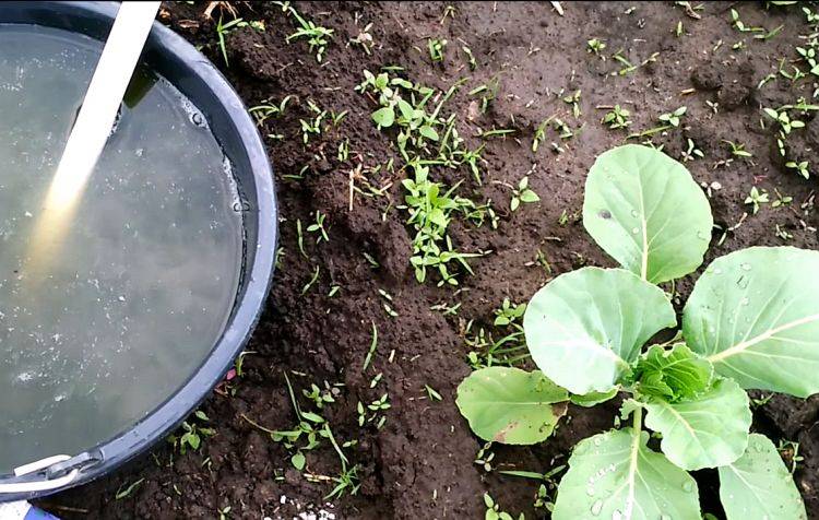Как поливать капусту в открытом грунте: частый полив и как правильно