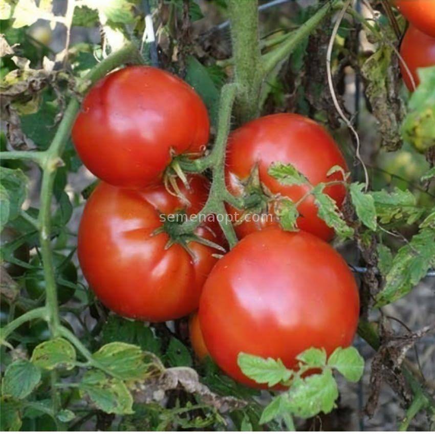 Непростой в уходе, но невероятно урожайный сорт отечественной селекции — томат «космонавт волков»