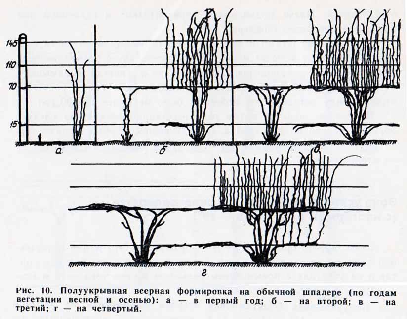 Как подвязывать виноград схема