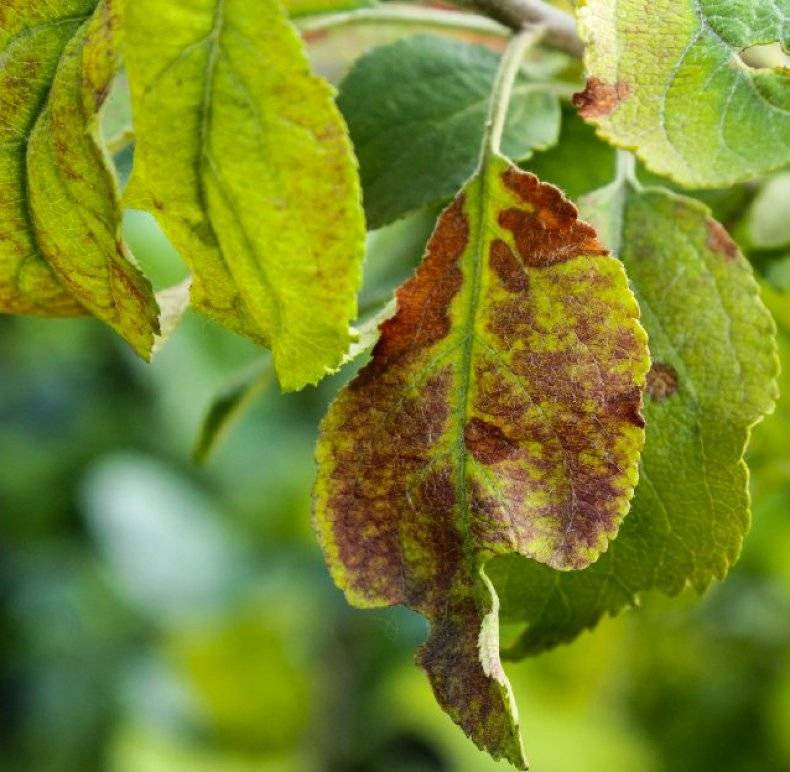 На листьях яблони коричневые пятна: что это за болезнь, причины и чем лечить, что делать
