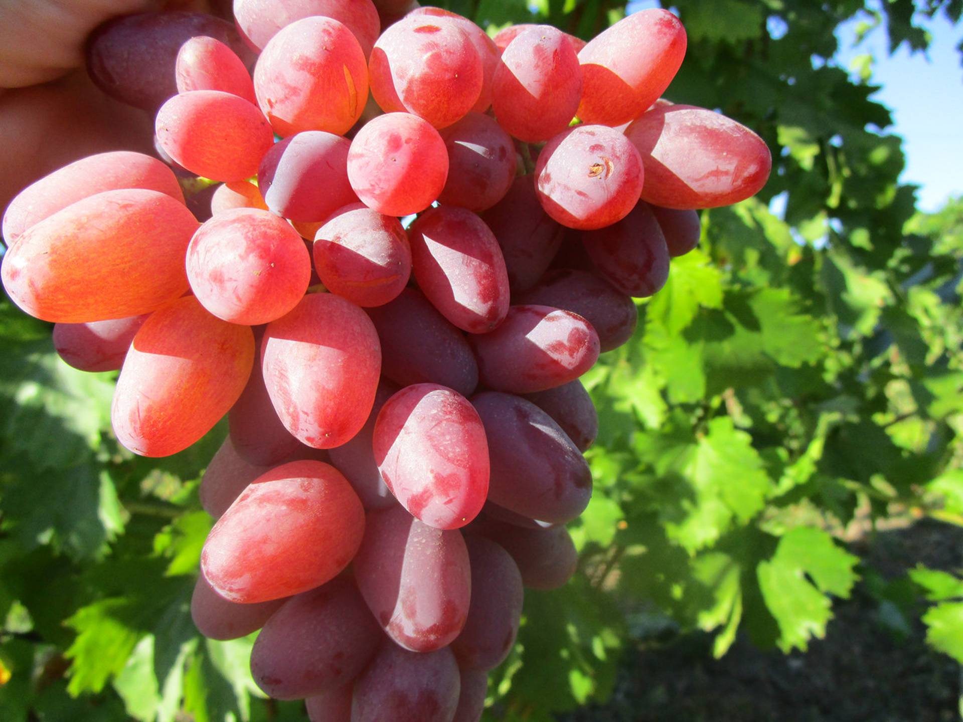 Описание винограда сорта Гелиос, правила выращивания и ухода