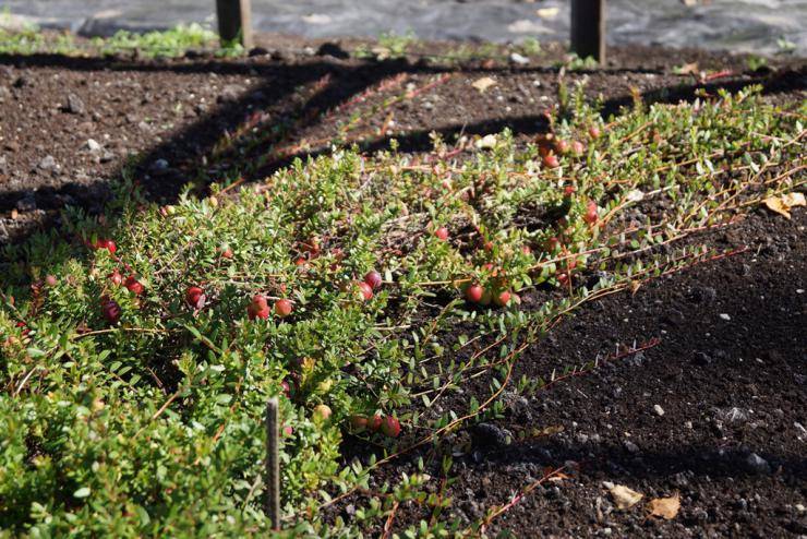 Посадка, уход и выращивание садовой брусники на дачном участке