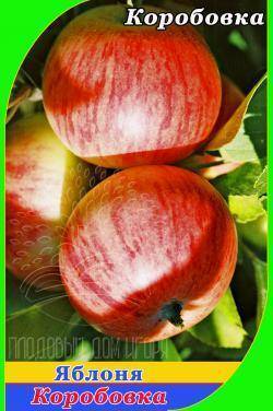 Яблоня коробовка: описание и характеристики сорта, выращивание и размножение