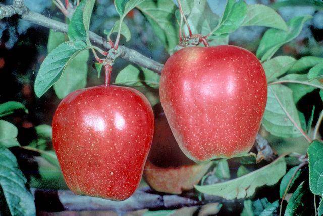 Яблоня глостер: характеристика и описание сорта, особенности посадки и ухода за деревом, фото