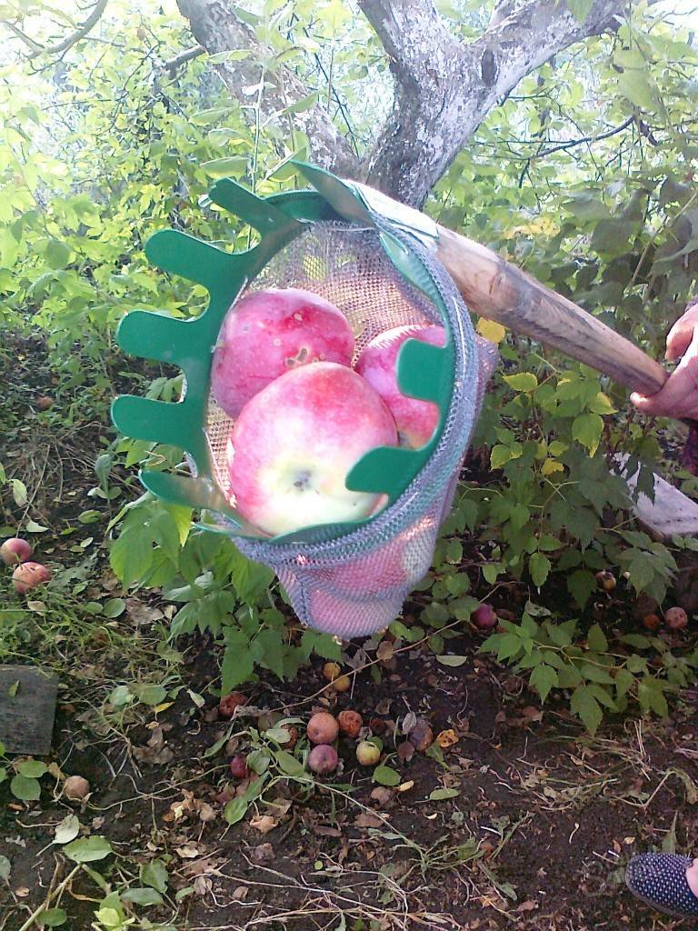Приспособление для сбора яблок – когда садовод становится инженером. самодельный плодосъемник с быстросменными насадками приспособление для уборки яблок с дерева