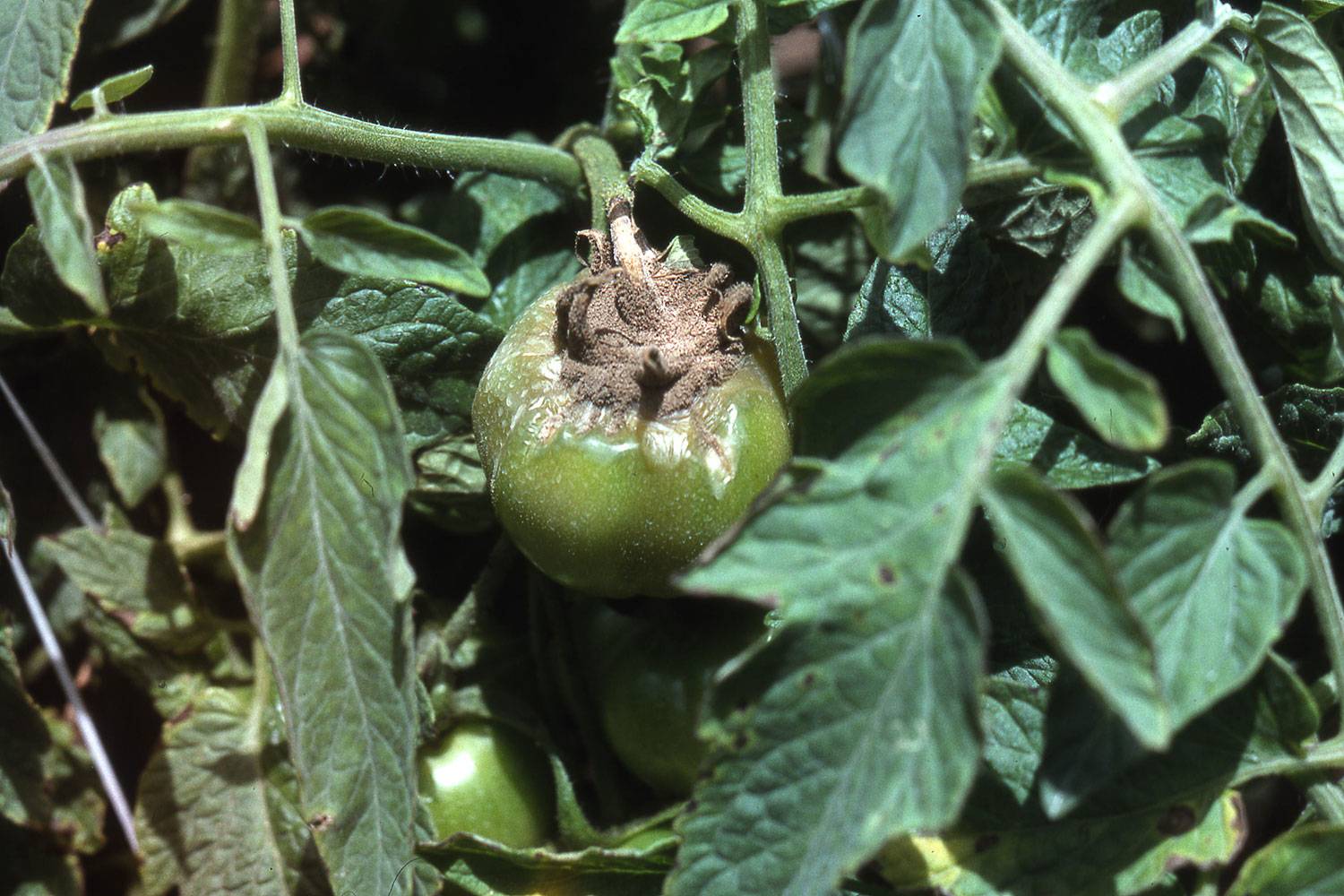 Болезни томатов: фото и их лечение (в теплице и открытом грунте)