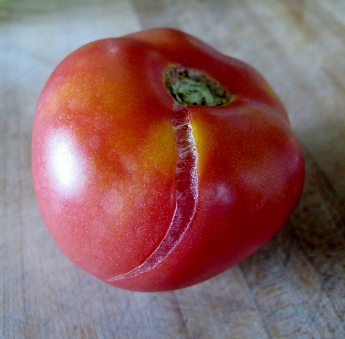 Почему трескаются помидоры при созревании в открытом грунте и теплице: что делать, советы
