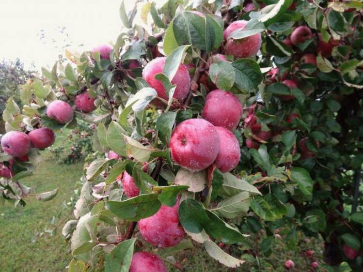 Неприхотливая глостер яблоня: описание сорта с фото — особенности выращивания