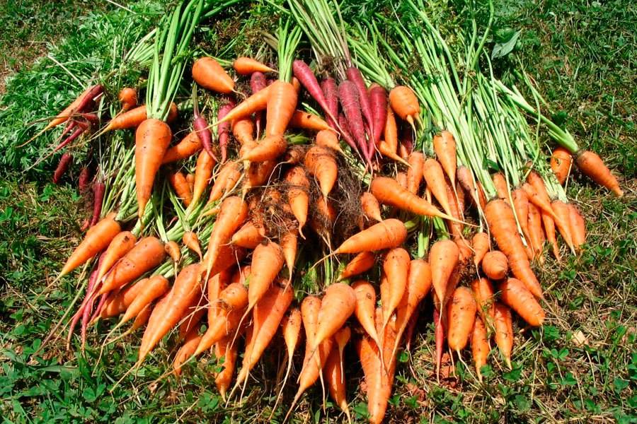 Когда убирать морковь с грядки на хранение по регионам