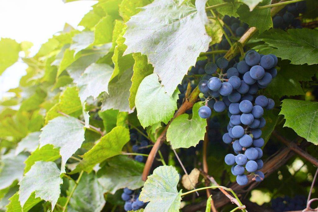 Сорт винограда агат донской, описание с характеристикой и отзывами, особенности посадки и выращивания, фото