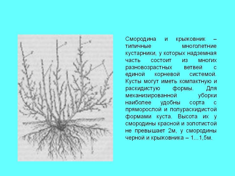 Крыжовник корень. Корневая система смородины черной. Черная смородина глубина корневой системы. Корневая система крыжовника схема. Тип корневой системы черной смородины.