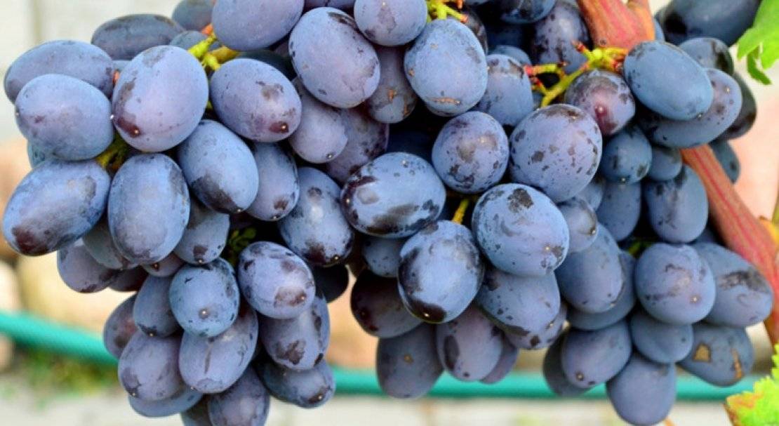 Сорт винограда каталония: описание, фото, отзывы, видео