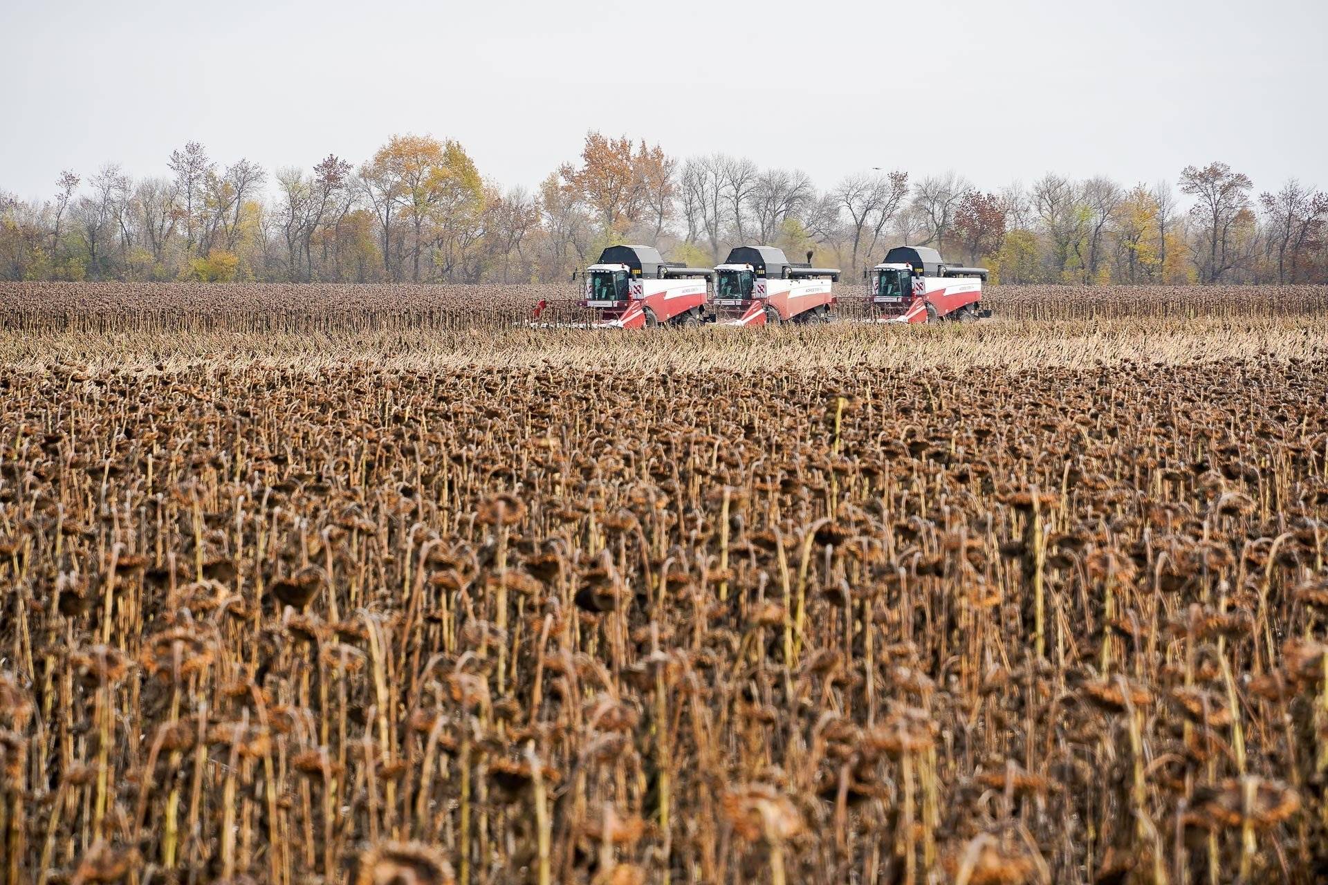 Правила уборки урожая кукурузы с полей для разных целей: на зерно, для попкорна и на силос