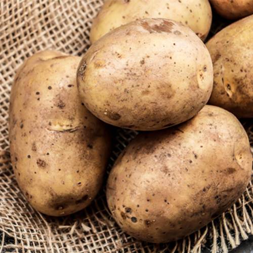 Чародей картофель – описание сорта и отзывы + видео