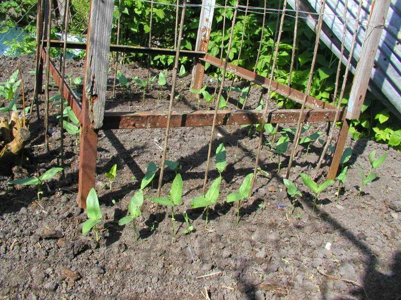 Фасоль стручковая: выращивание и уход на даче в огороде в открытом грунте