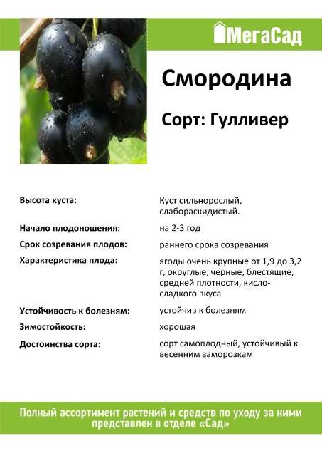 Чёрная смородина ядрёная: нюансы посадки и ухода :: syl.ru