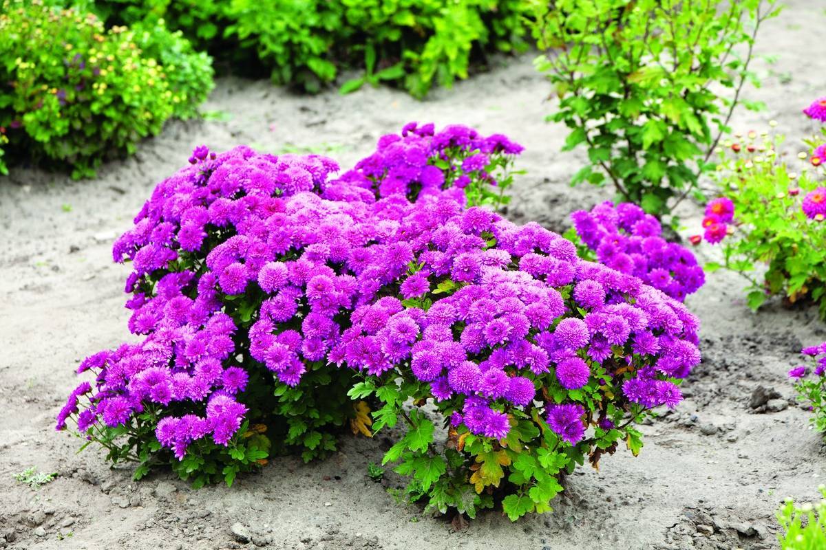 Многолетники в саду урала: неприхотливые, цветущие все лето, названия, фото