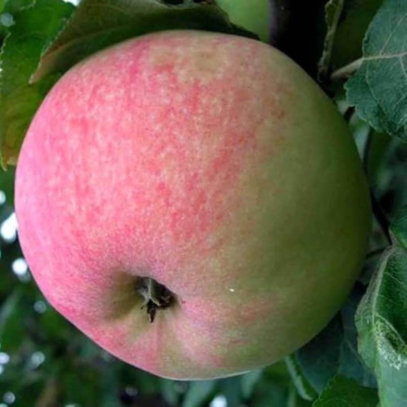 Ред мельба яблоня описание фото